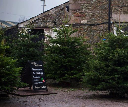 Trees On Display